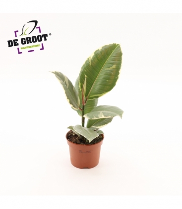 Ficus