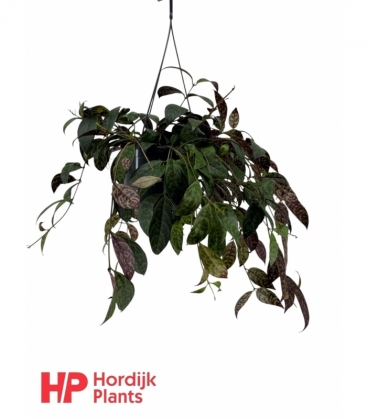 Aeschynanthus