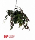 Aeschynanthus