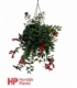 Aeschynanthus