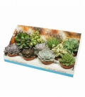succulents
