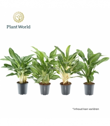 Aglaonema