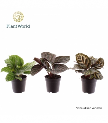 Calathea