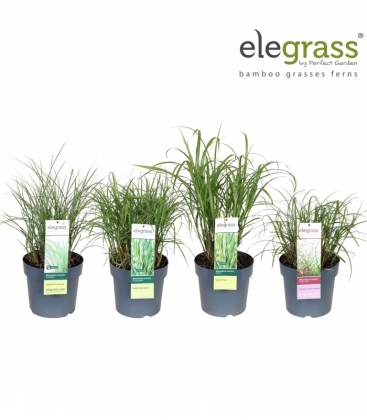 Grasses