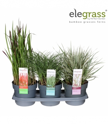 Grasses