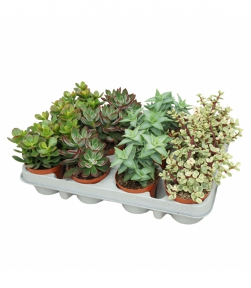 succulents