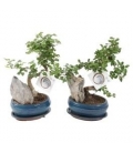 Bonsai