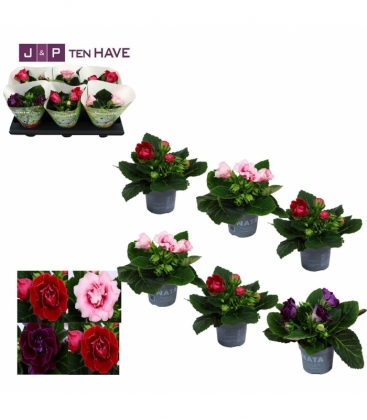 Gloxinia