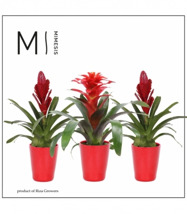 Bromelia