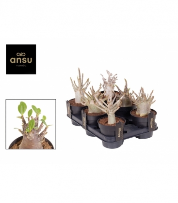 Adenium
