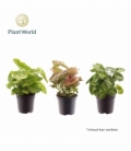 Syngonium
