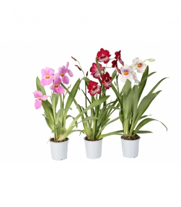 Miltonia
