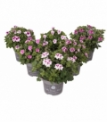 Pelargonium