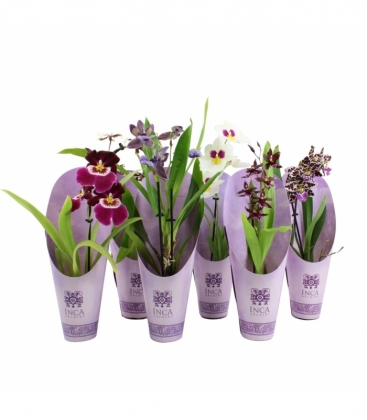 Orchids