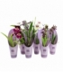 Orchids