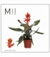 Aechmea