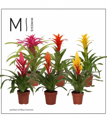 Bromelia