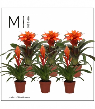 Bromelia
