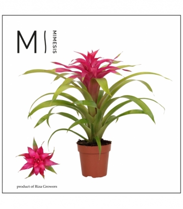 Guzmania