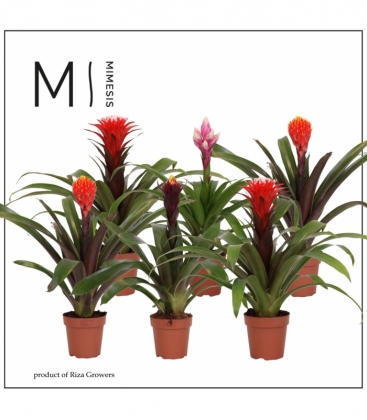 Guzmania