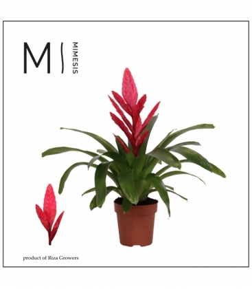 Vriesea
