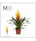 Vriesea