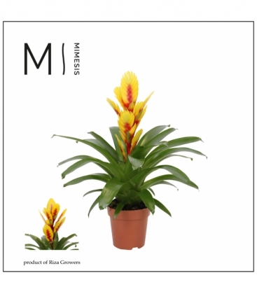 Vriesea