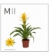 Guzmania