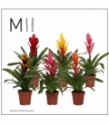 Vriesea