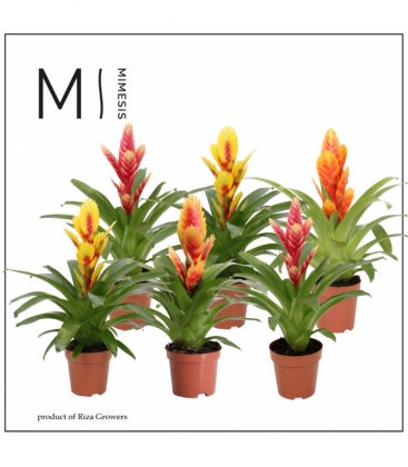 Vriesea