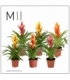 Vriesea