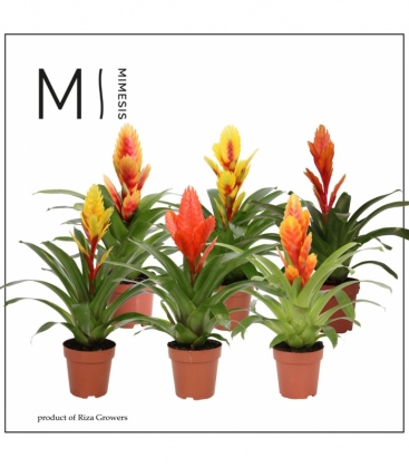 Vriesea