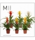 Bromelia