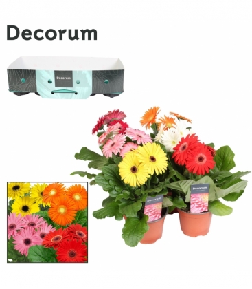 Gerbera