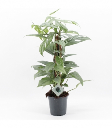 Epipremnum