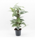 Epipremnum