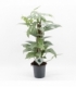 Epipremnum