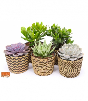 succulents