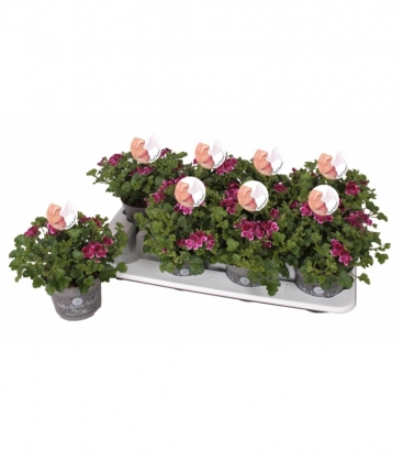 Pelargonium
