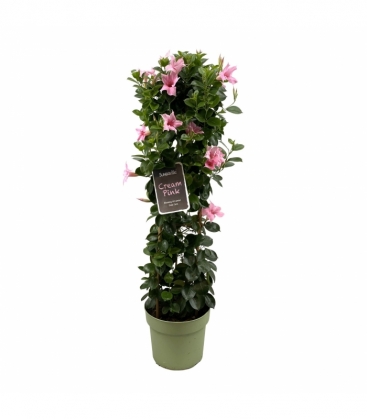 Mandevilla