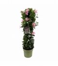 Mandevilla