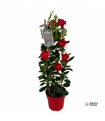 Mandevilla
