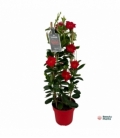Mandevilla