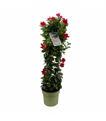 Mandevilla