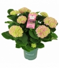 Hydrangea