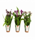 OrchideeÃ«n