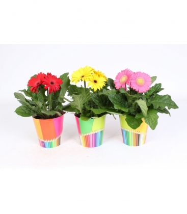 Gerbera