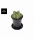 Astrophytum