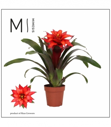 Guzmania
