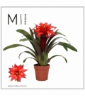 Guzmania